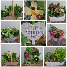 Florist Choice   Mothers Day planted arrangement