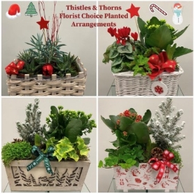 Florist Choice Christmas Planted Arrangement
